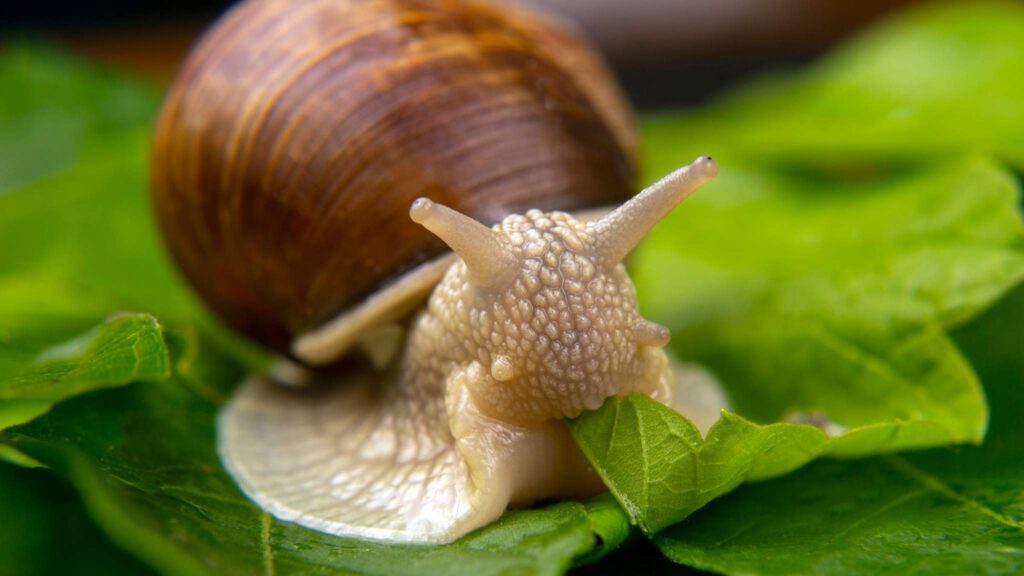 Ostras, amêijoas e caracóis podem perder até 60% de seu habitat (Imagem: Getty Images/ Canva Pro)