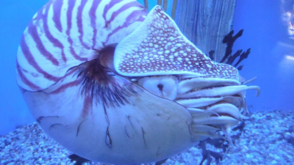 Aquecimento global ameaça moluscos e ecossistemas marinhos do Atlântico (Imagem: Getty Images/ Canva Pro)