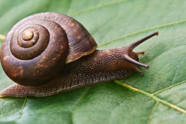 Redução de emissões de carbono é crucial para salvar moluscos marinhos (Imagem: Canva Pro)