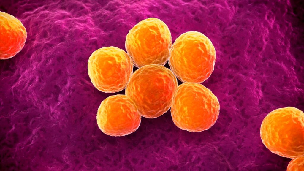 Água e solo podem abrigar Staphylococcus aureus. (Foto: Science Photo Library via Canva)