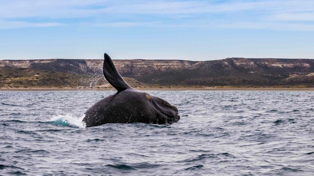 Após anos em risco, baleia rara do Atlântico mostra sinais de retorno (Imagem: Getty Images/ Canva Pro)
