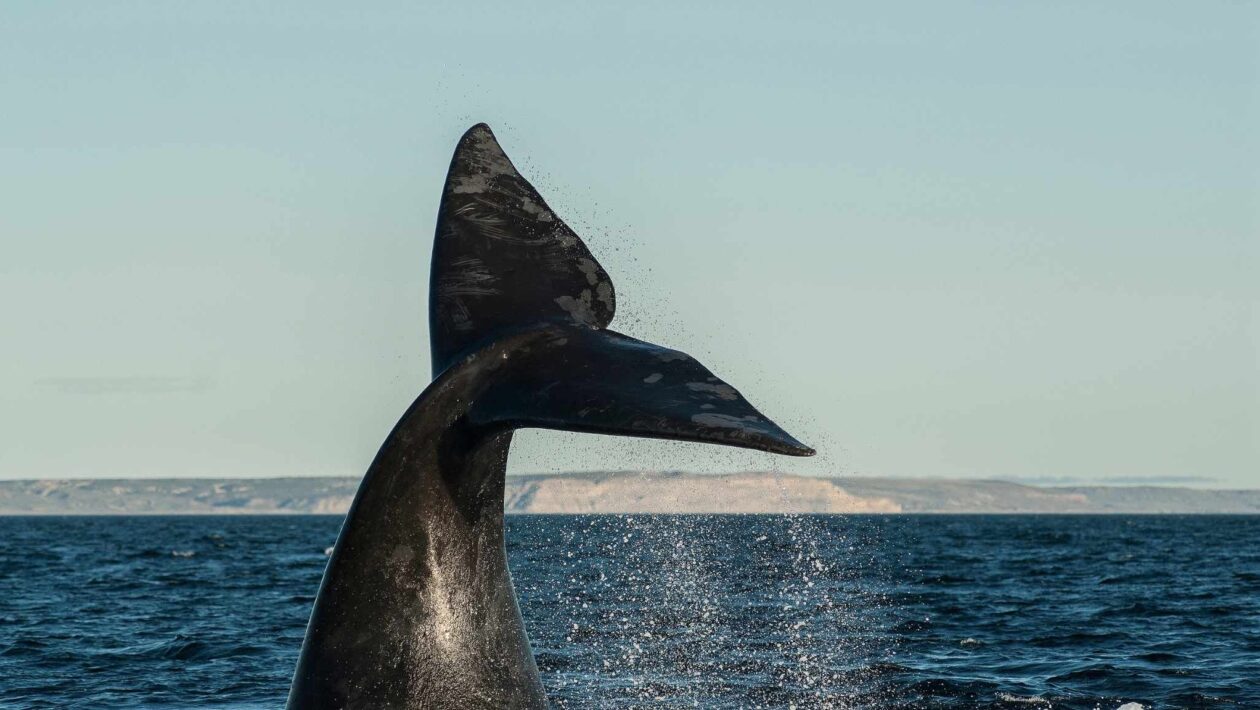 População da baleia-franca cresce e reacende esperança nos oceanos (Imagem: Getty Images/ Canva Pro)