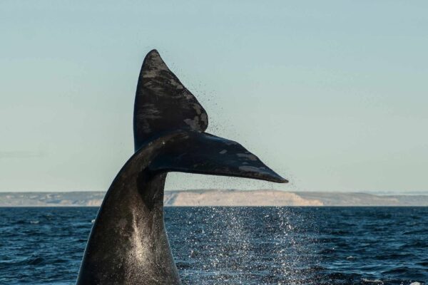 População da baleia-franca cresce e reacende esperança nos oceanos (Imagem: Getty Images/ Canva Pro)