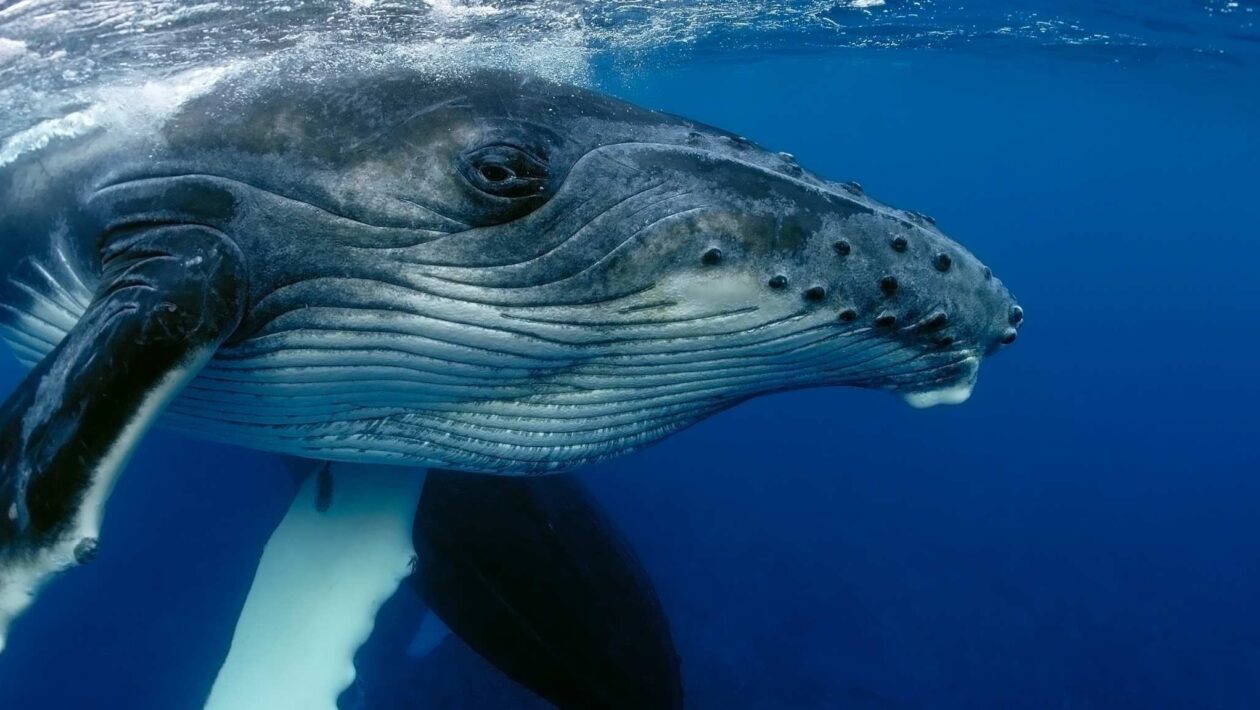 Baleias fertilizam o oceano e aumentam a vida marinha em até 10% (Imagem: Getty Images/ Canva Pro)