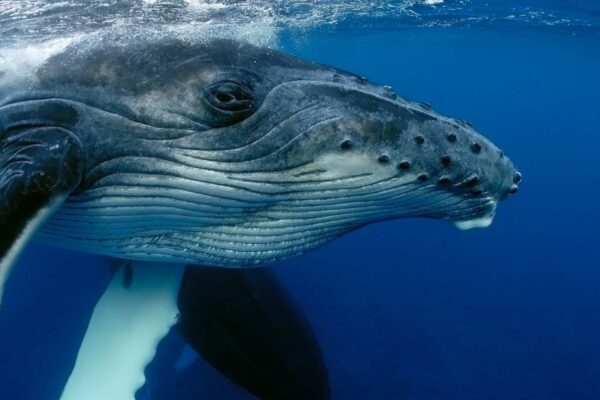 Baleias fertilizam o oceano e aumentam a vida marinha em até 10% (Imagem: Getty Images/ Canva Pro)