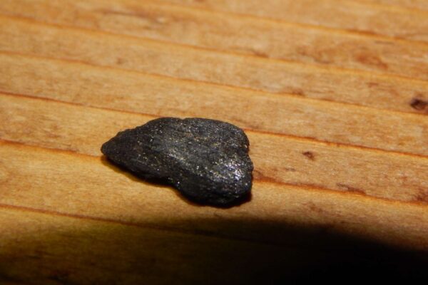 Biochar acelera compostagem e reduz gases de efeito estufa (Crédito: Getty Images/ Canva Pro)