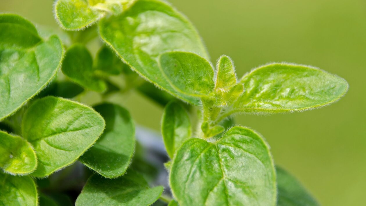Orégano combate bactérias nocivas naturalmente. (Foto: Getty Images via Canva)