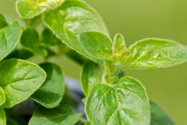 Orégano combate bactérias nocivas naturalmente. (Foto: Getty Images via Canva)