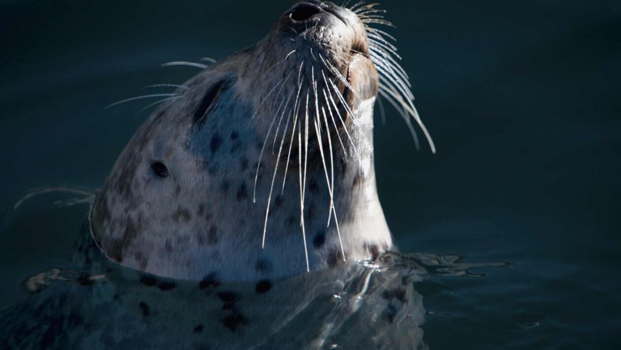 Focas usam vibrissas sensíveis para capturar presas ágeis (Imagem: Rick734/ Canva Pro)