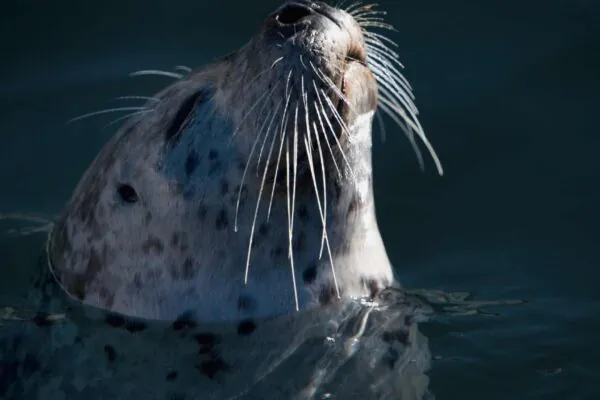 Focas usam vibrissas sensíveis para capturar presas ágeis (Imagem: Rick734/ Canva Pro)
