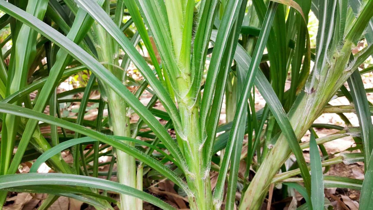 Sequenciamento do capim-elefante revela genes para produtividade e energia (Imagem: Getty Images/ Canva Pro)