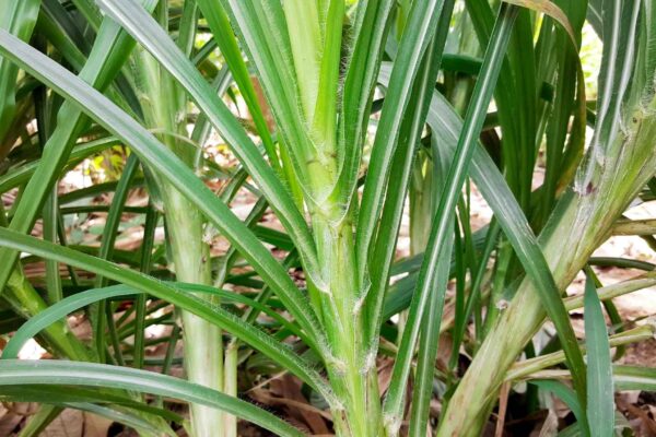 Sequenciamento do capim-elefante revela genes para produtividade e energia (Imagem: Getty Images/ Canva Pro)