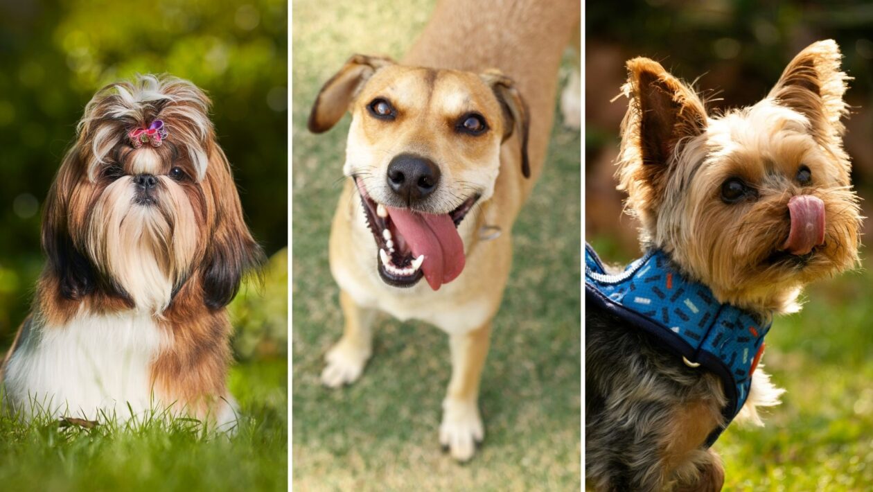 Todos os cães exigem atenção saúde exercícios e afeto. (Foto: Getty Images e Pexels via Canva)