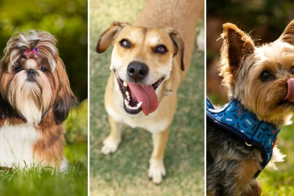 Todos os cães exigem atenção saúde exercícios e afeto. (Foto: Getty Images e Pexels via Canva)