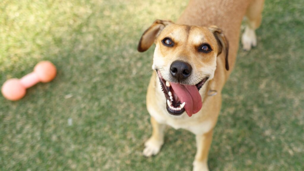 Vira-Lata é resistente leal e se adapta a qualquer lar. (Foto: Getty Images via Canva)