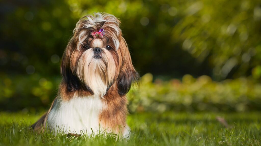 Shih Tzu precisa de escovação diária e cuidados oculares. (Foto: Getty Images via Canva)