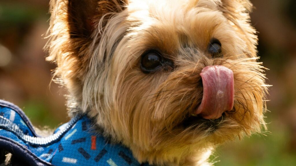 Yorkshire é ativo precisa de exercícios e socialização. (Foto: Pexels via Canva)