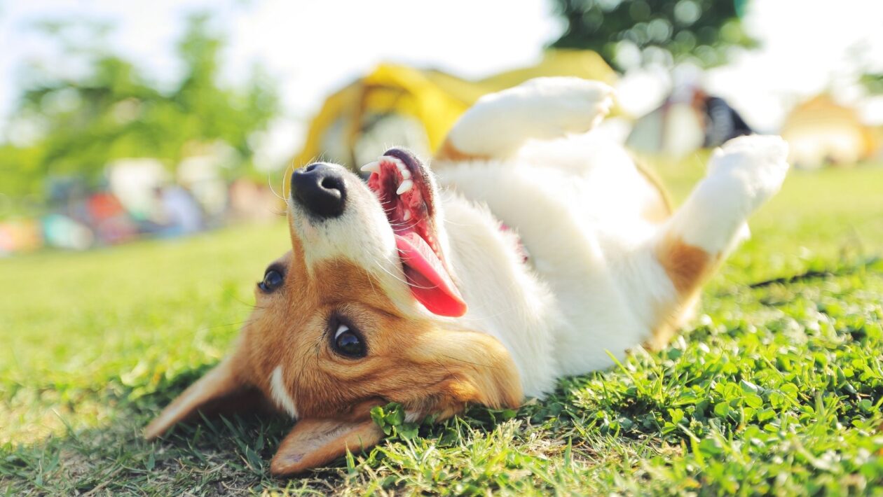 Caminhar com pets melhora humor e bem-estar. (Foto: Getty Images / Canva Pro)