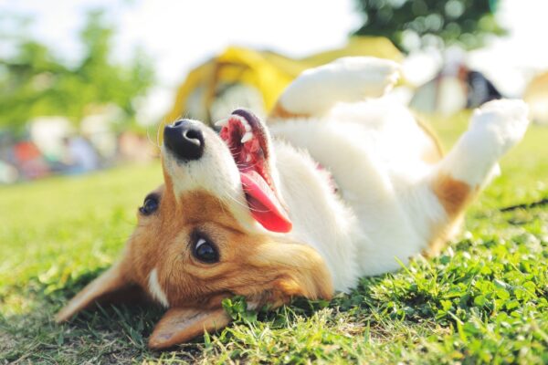 Caminhar com pets melhora humor e bem-estar. (Foto: Getty Images / Canva Pro)