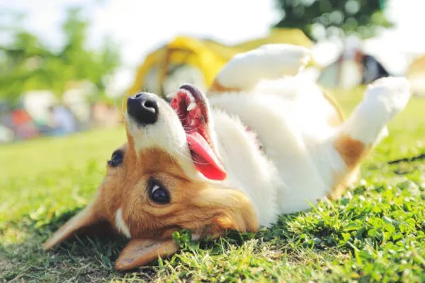 Caminhar com pets melhora humor e bem-estar. (Foto: Getty Images / Canva Pro)