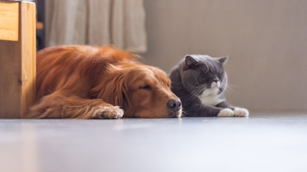 Controle do câncer em pets é possível com quimioterapia segura. (Foto: Getty Images via Canva)