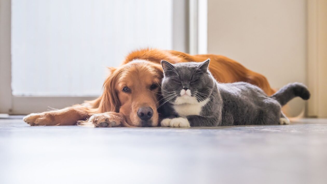 Quimioterapia ajuda pets a viver com qualidade de vida. (Foto: Getty Images via Canva)