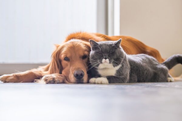 Quimioterapia ajuda pets a viver com qualidade de vida. (Foto: Getty Images via Canva)