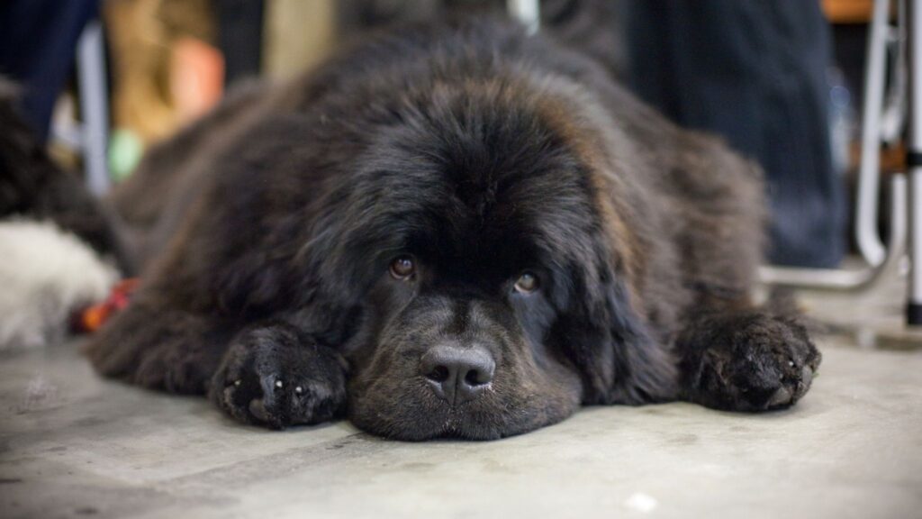 Patas grandes e pelagem densa tornam-no ótimo nadador. (Foto: Getty Images via Canva)