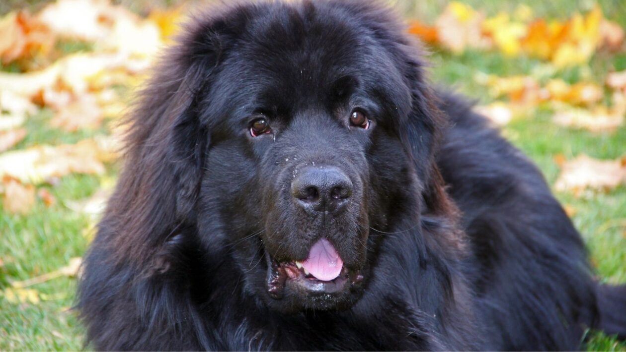 Natação é a especialidade natural do Terra Nova. (Foto: Getty Images via Canva)