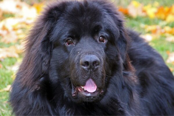 Natação é a especialidade natural do Terra Nova. (Foto: Getty Images via Canva)