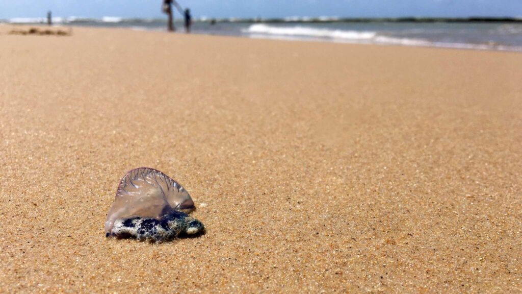 Atenção banhistas: caravelas-portuguesas aparecem na Baixada Santista (Imagem: Getty Images/ Canva Pro)