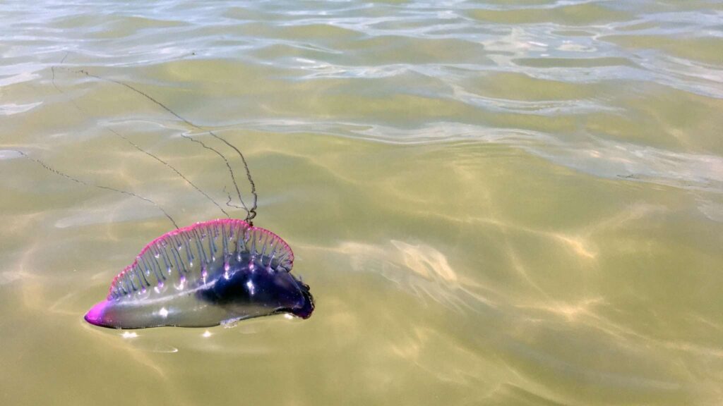 Tentáculos urticantes das caravelas podem causar queimaduras graves (Imagem: Getty Images/ Canva Pro)