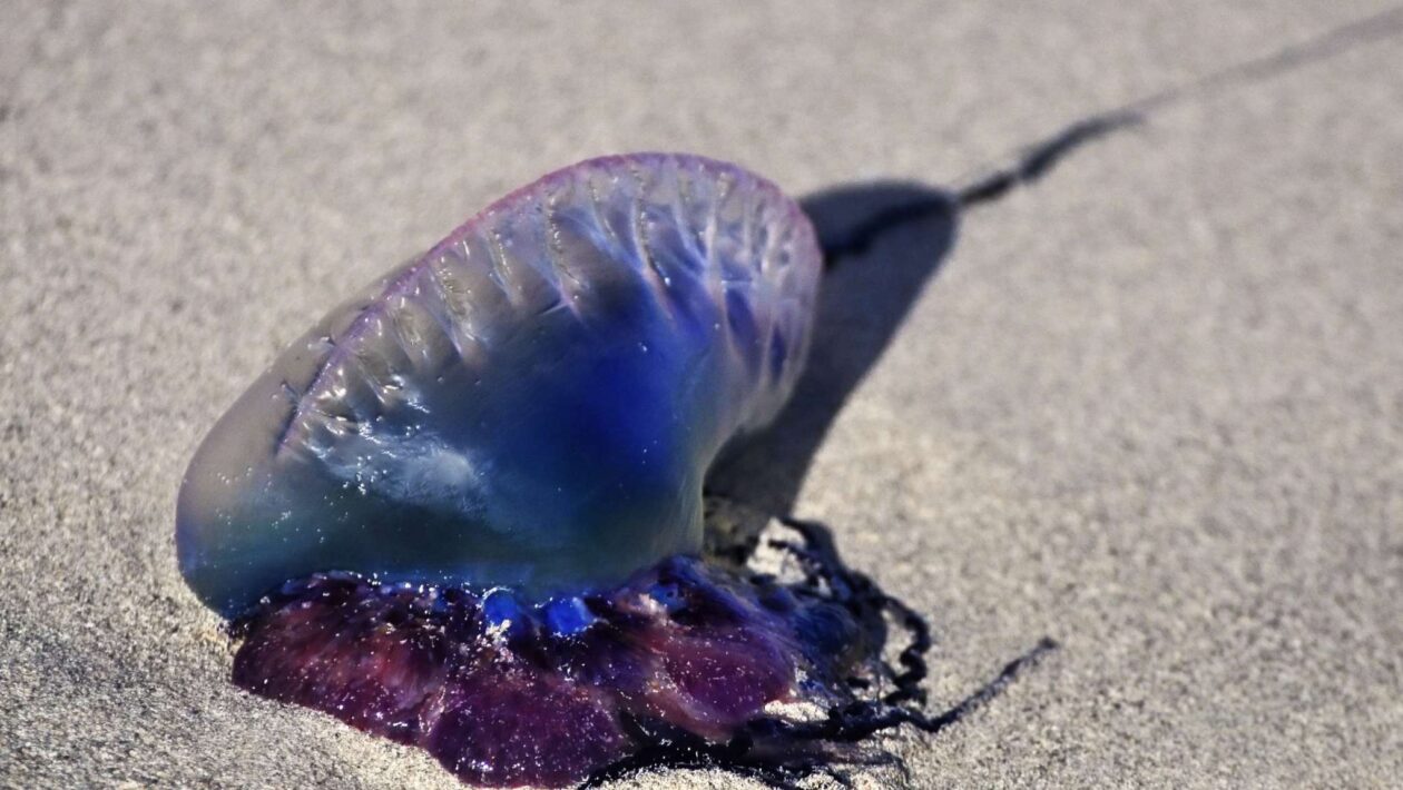 Caravelas-portuguesas retornam ao litoral de SP e exigem cuidados (Imagem: Getty Images/ Canva Pro)
