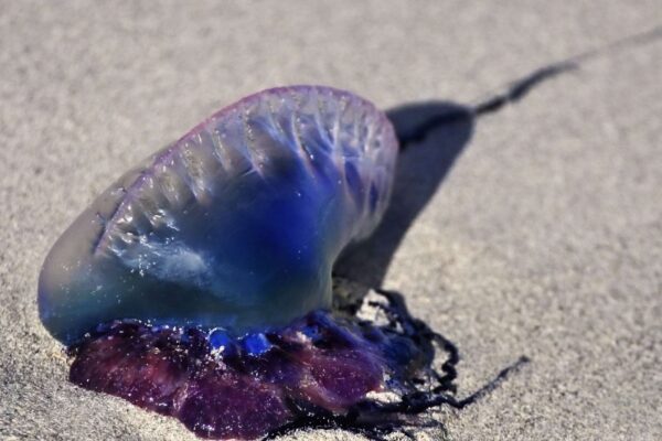 Caravelas-portuguesas retornam ao litoral de SP e exigem cuidados (Imagem: Getty Images/ Canva Pro)