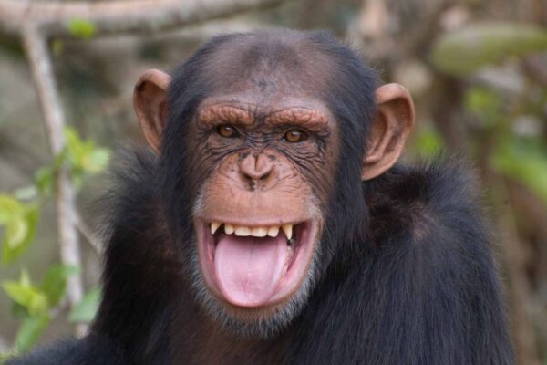 Chimpanzés usam insetos para tratar feridas de forma surpreendente (Imagem: Getty Images/ Canva Pro)