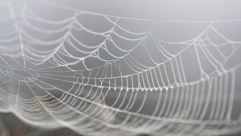 Estabilimentais nas teias funcionam como sensores naturais de caça (Imagem: Getty Images/ Canva Pro)