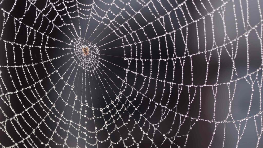 Padrões na teia aumentam a capacidade da aranha de detectar presas (Imagem: Getty Images/ Canva Pro)
