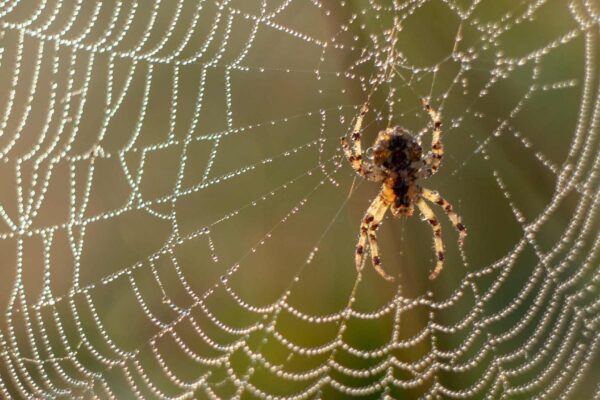 Decorações nas teias ajudam aranhas a localizar presas com precisão (Imagem: Getty Images/ Canva Pro)