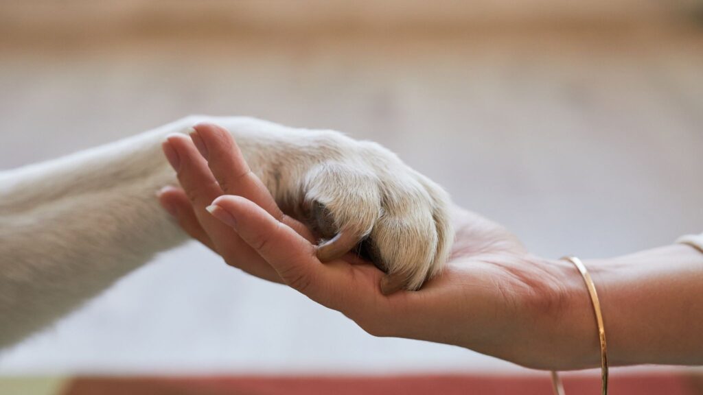 Animais de estimação promovem equilíbrio emocional. (Foto: Seventy Four via Canva)