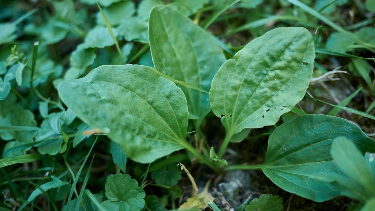 Plantas trocam sinais químicos para resistir ao estresse salino (Imagem: Getty Images/ Canva Pro)
