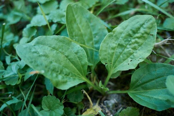 Plantas trocam sinais químicos para resistir ao estresse salino (Imagem: Getty Images/ Canva Pro)