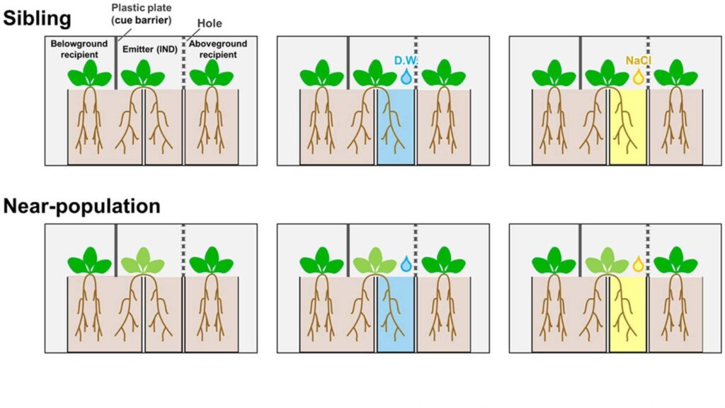 Experimento testou comunicação entre plantas de três genótipos, com 15 repetições por condição (Imagem: Plant Signaling & Behavior (2025). DOI: 10.1080/15592324.2025.2542560)