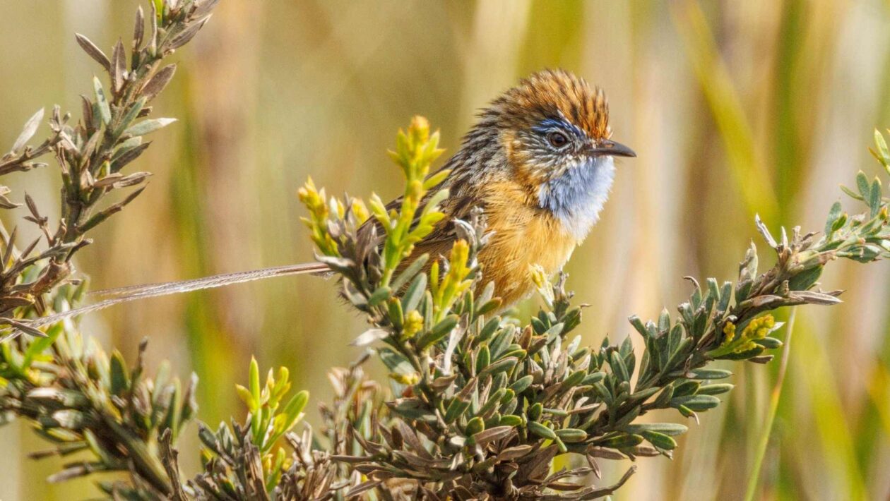 Ruído urbano prejudica comunicação e defesa territorial de aves raras (Imagem: Getty Images/ Canva Pro)