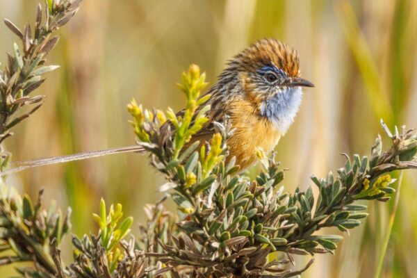 Ruído urbano prejudica comunicação e defesa territorial de aves raras (Imagem: Getty Images/ Canva Pro)