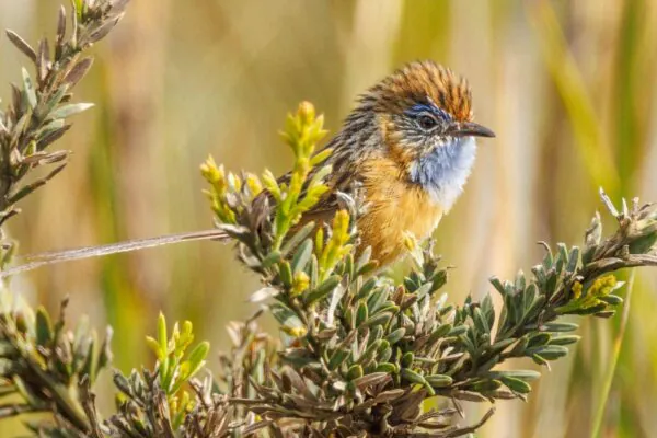 Ruído urbano prejudica comunicação e defesa territorial de aves raras (Imagem: Getty Images/ Canva Pro)