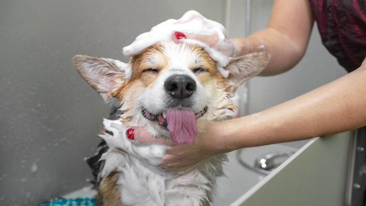 Nutrientes certos deixam o pelo do pet mais forte. (Foto: Getty Images / Canva Pro)