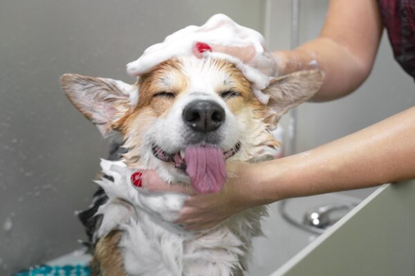 Nutrientes certos deixam o pelo do pet mais forte. (Foto: Getty Images / Canva Pro)