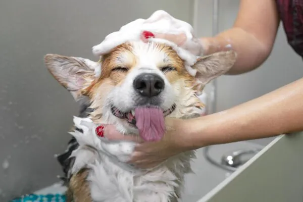 Nutrientes certos deixam o pelo do pet mais forte. (Foto: Getty Images / Canva Pro)
