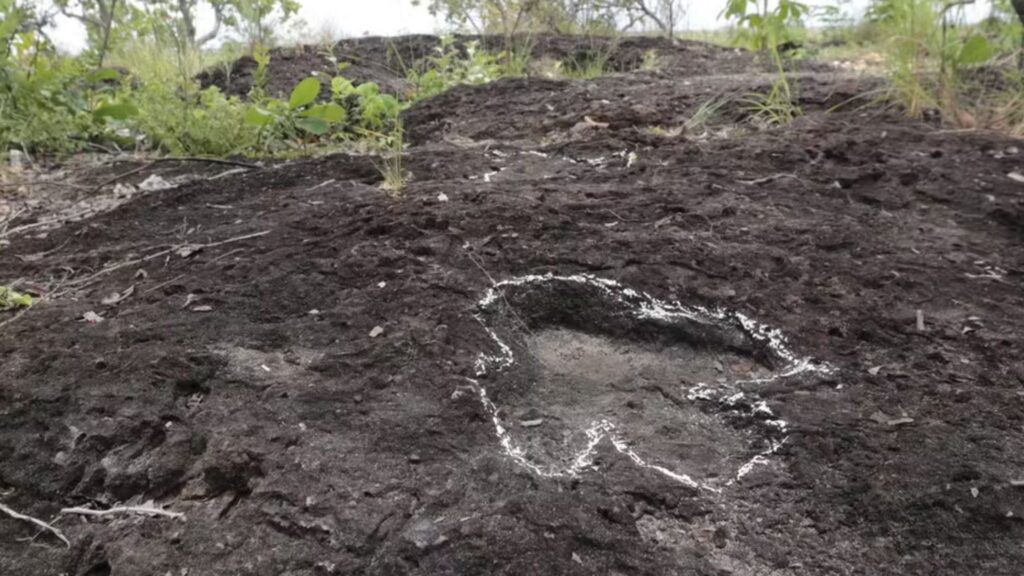 Pesquisadores da UFRR revelam trilhas de dinossauros em Roraima. (Foto: Reprodução/JPavani – @Birdingroraima)