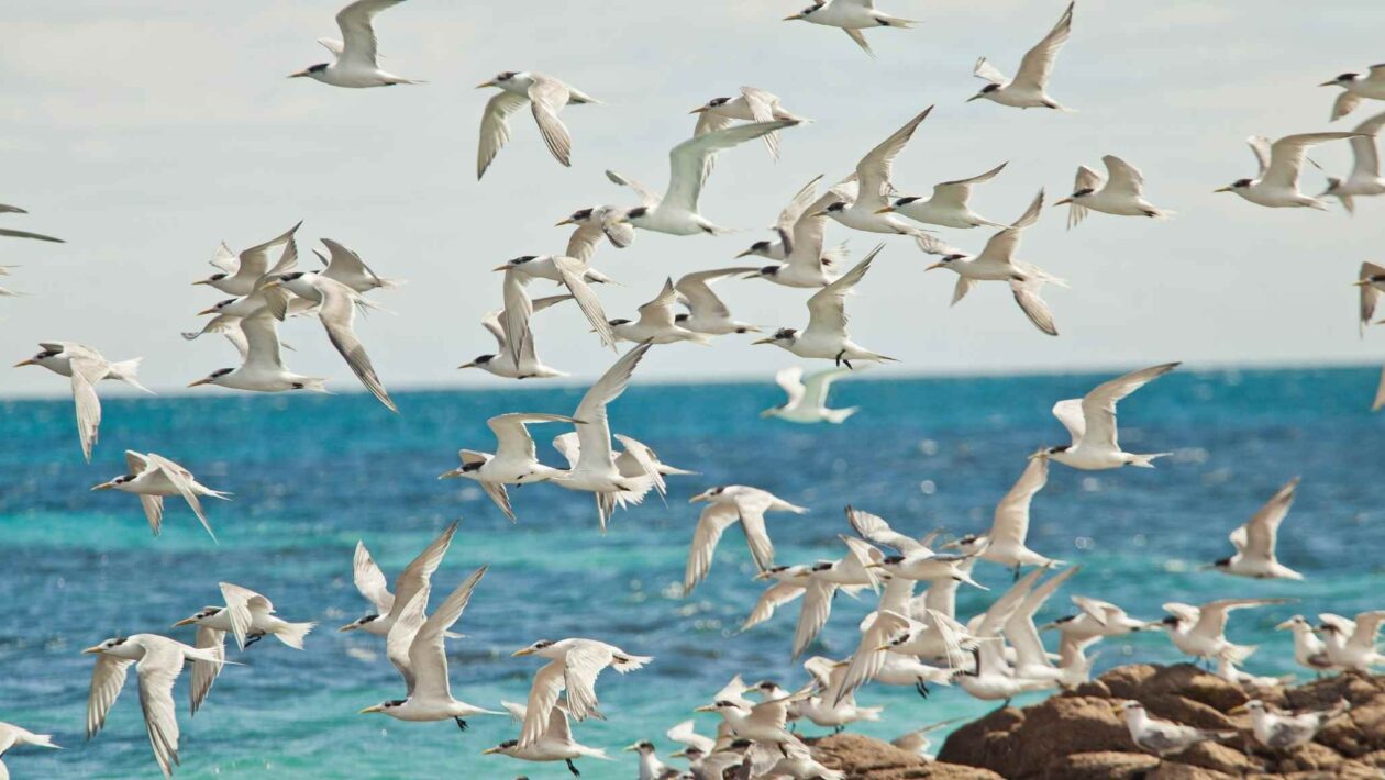 Aves são as grandes responsáveis por espalhar plantas em ilhas (Crédito: Getty Images/ Canva Pro)